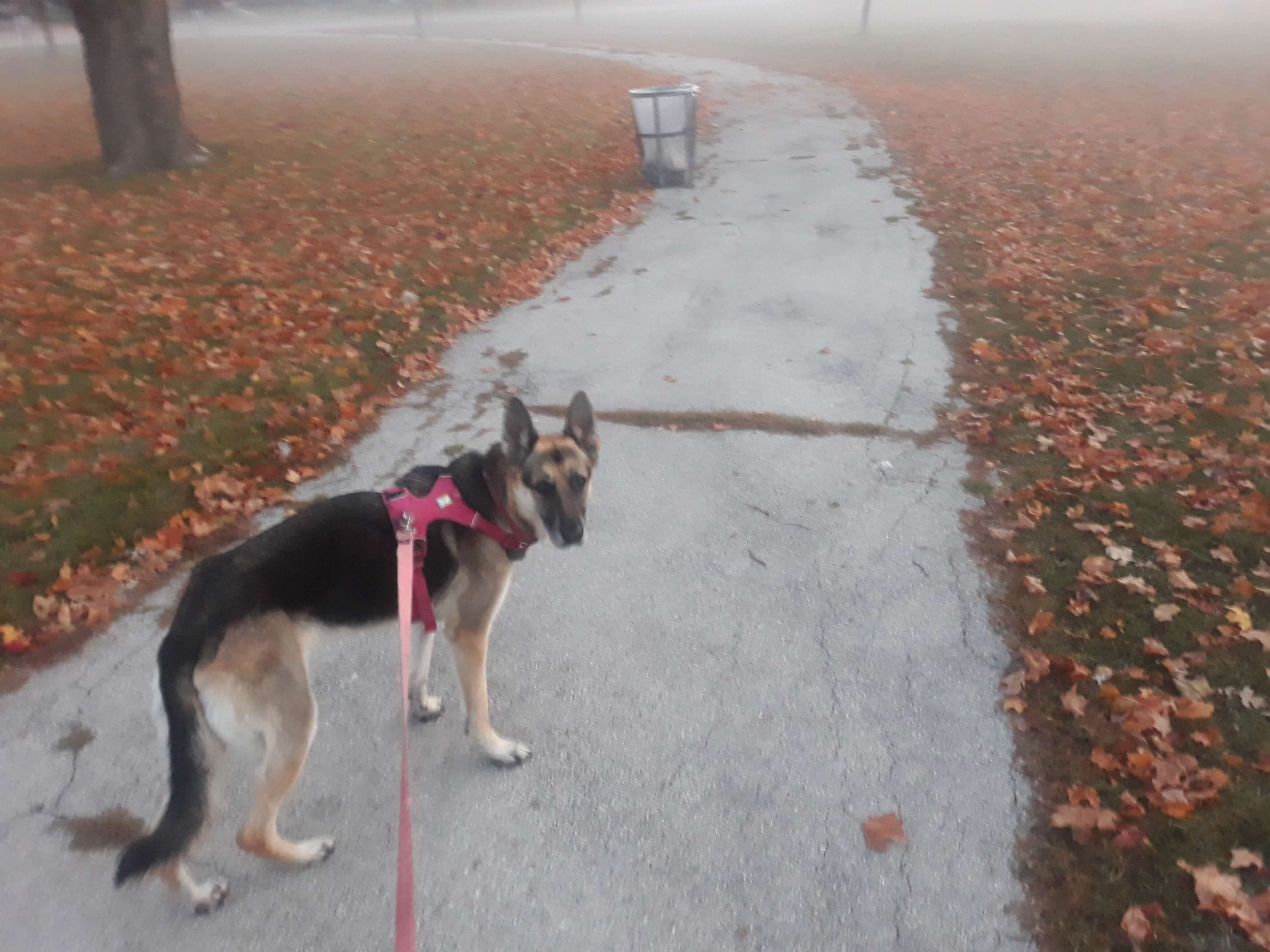 Rey at the park with Autumn leaves