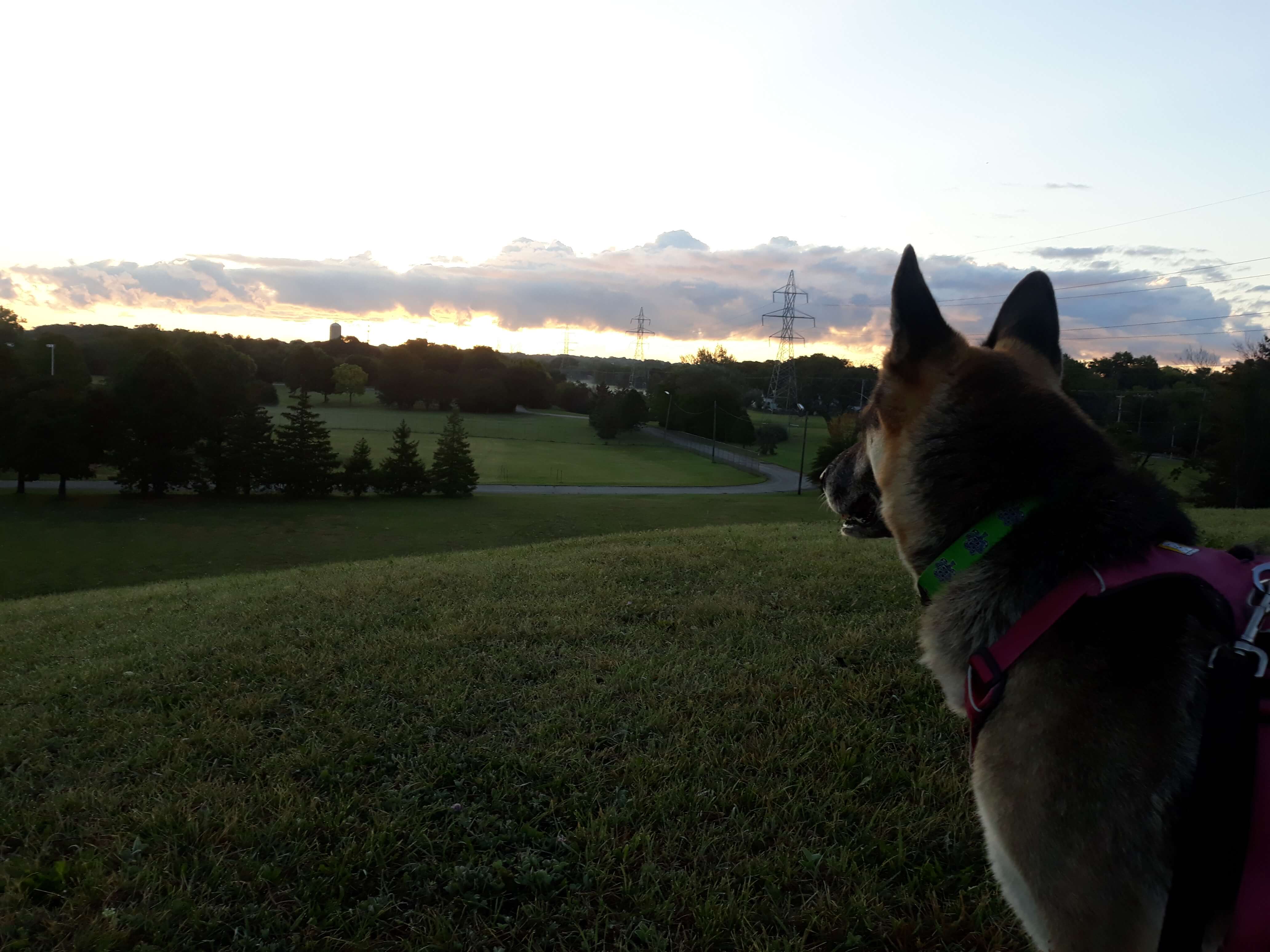 Rey at the park hill, gazing into the horizon