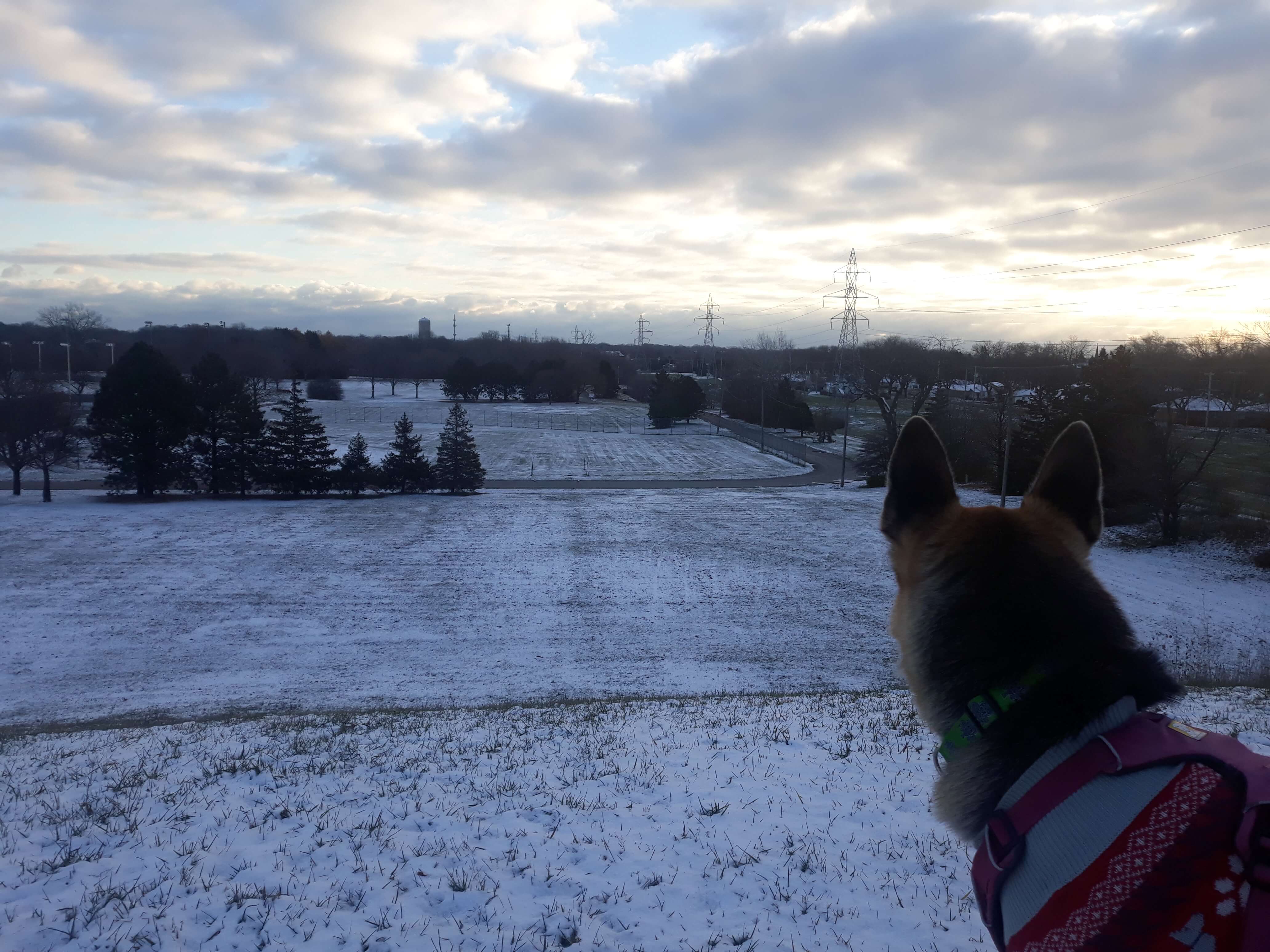 Rey at the park hill in the winter, gazing into the horizon