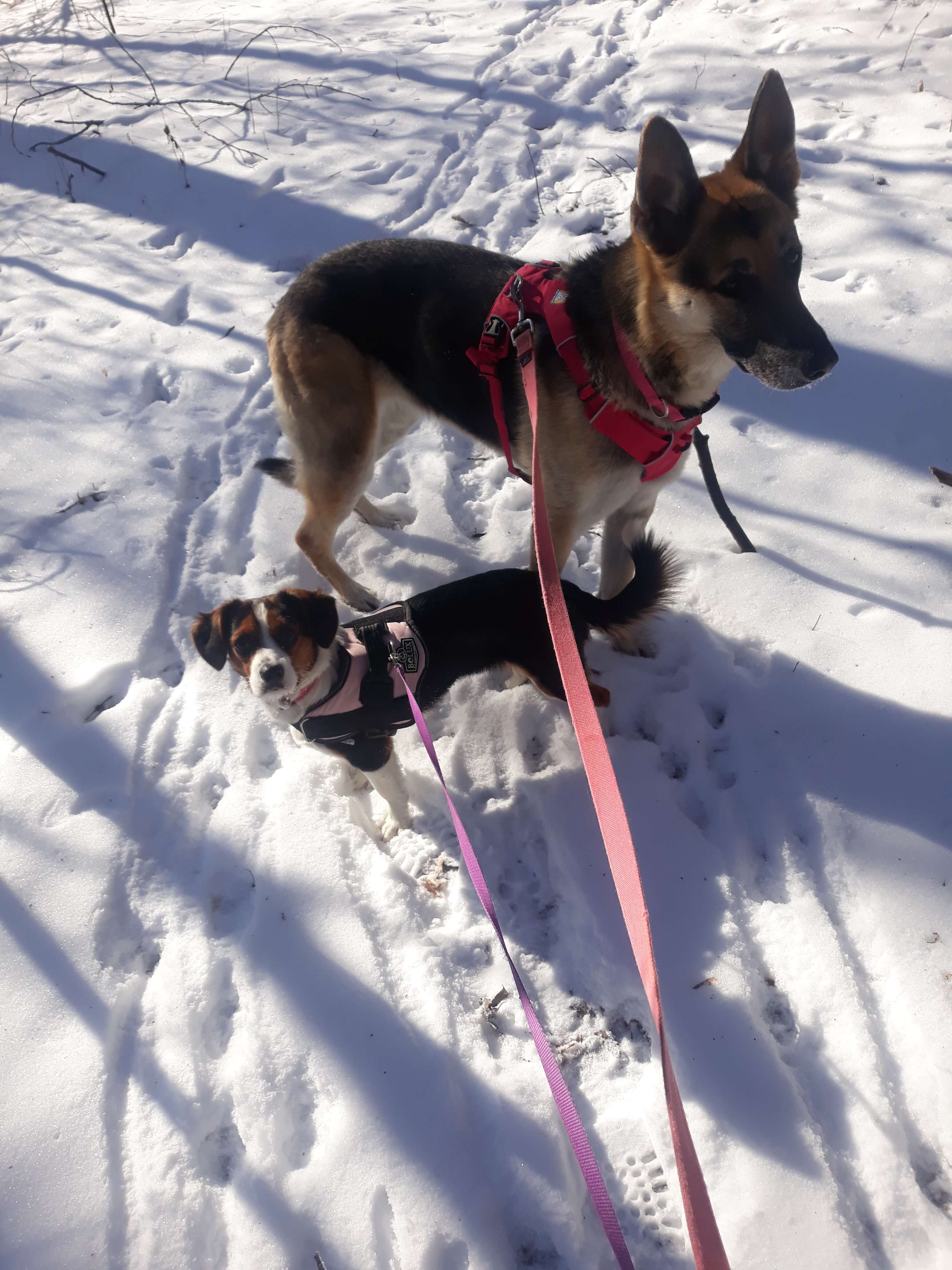 Rey and Maggie at the park in the winter