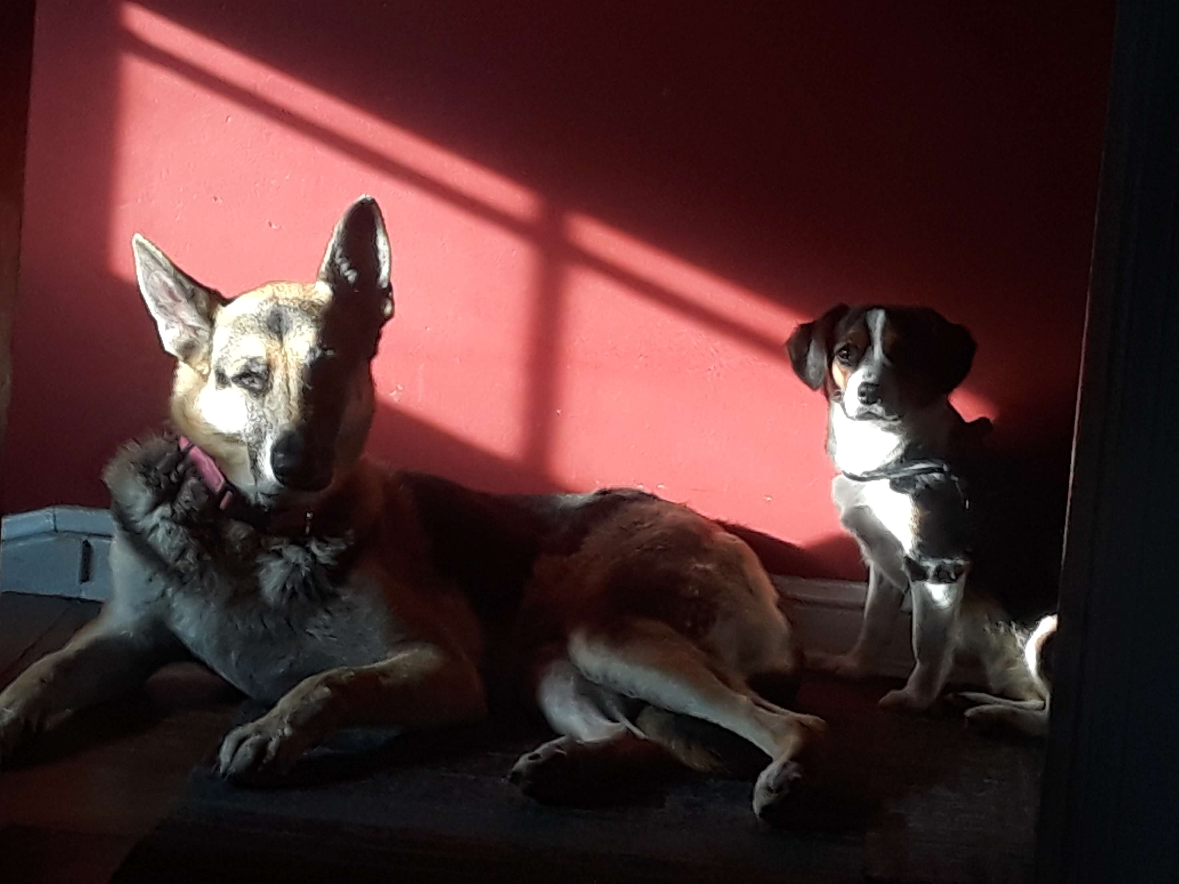 Rey and Maggie sunbathing in the hallway 