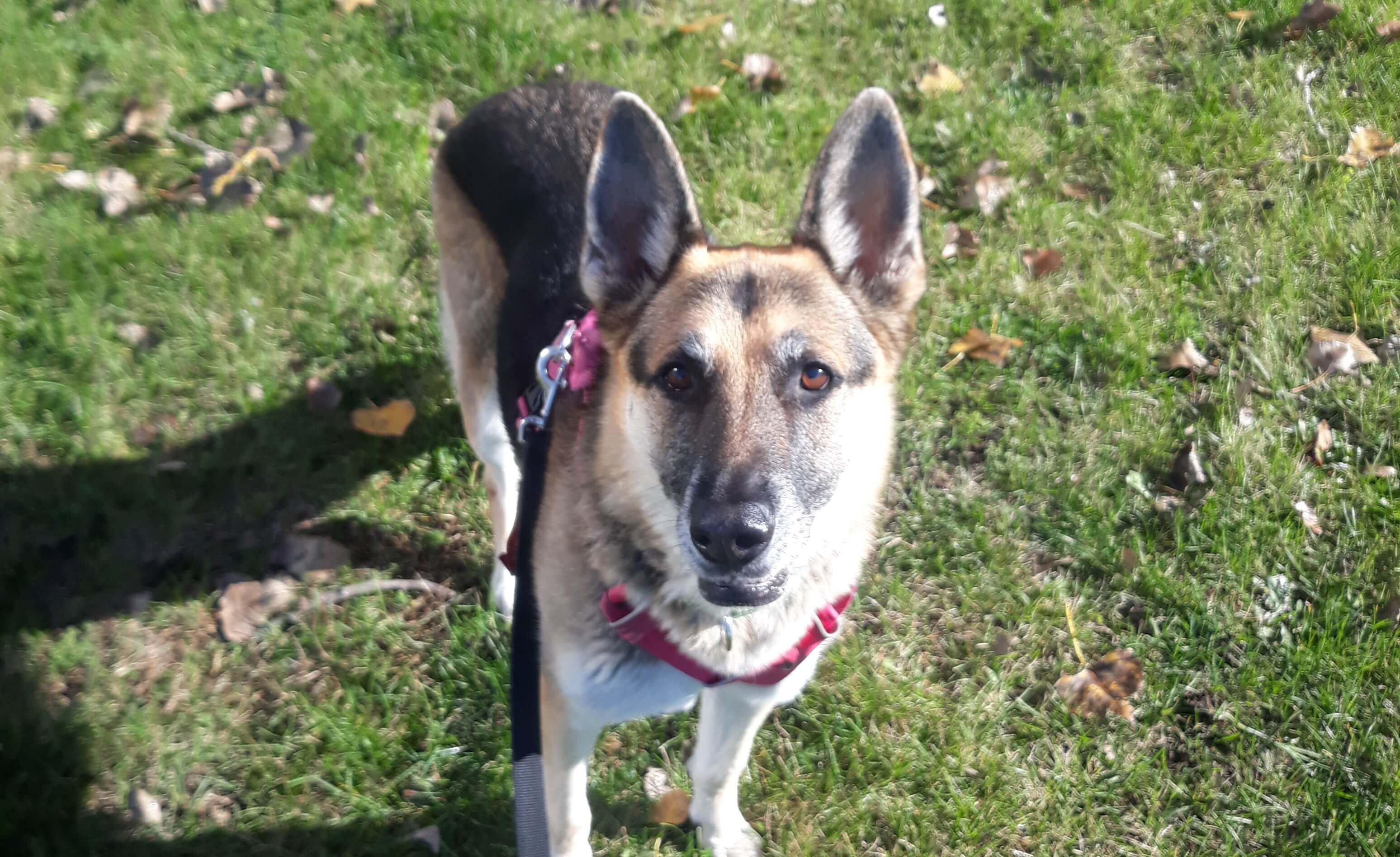 Rey standing in a field