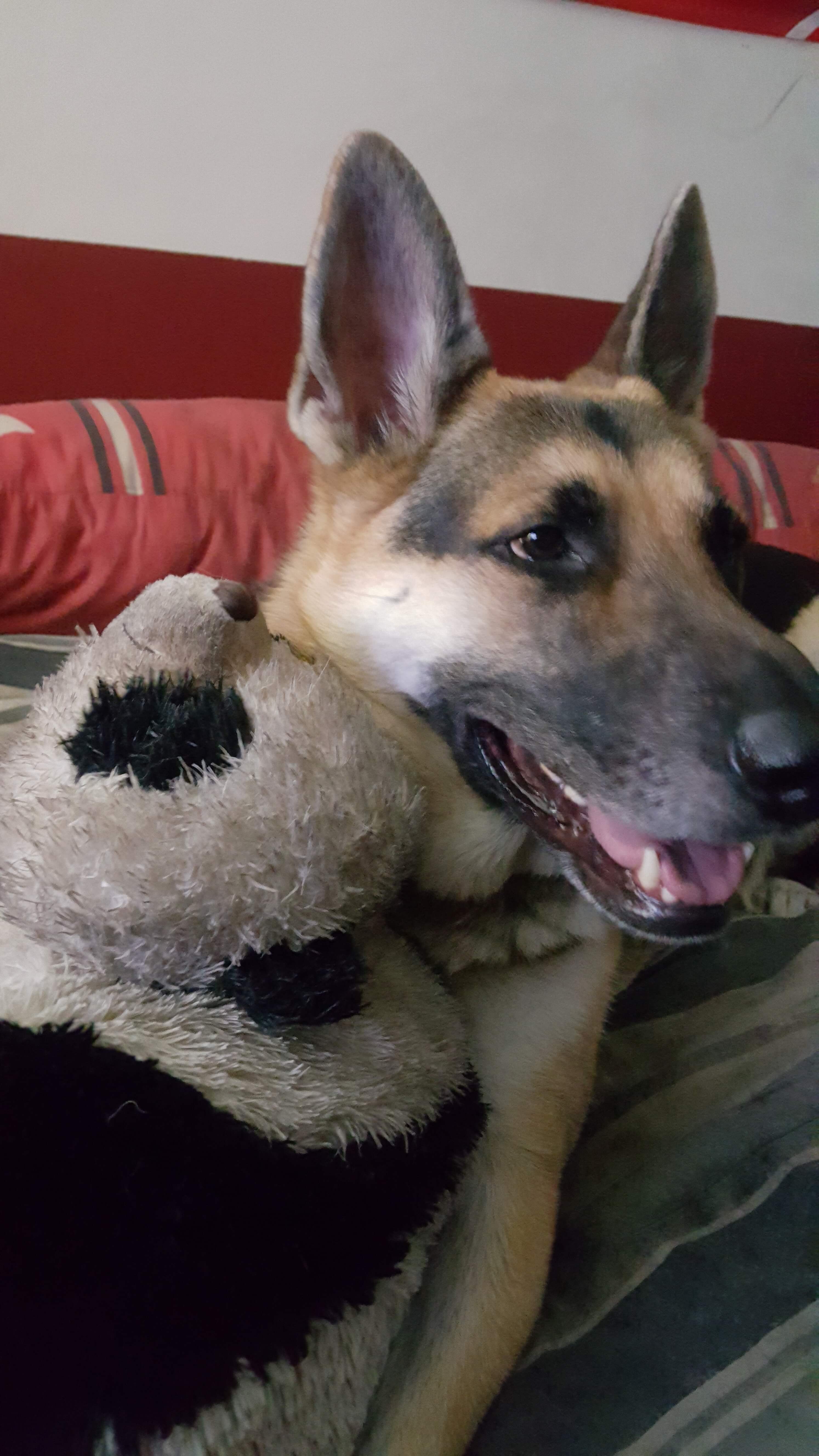 Rey on the bed with her buddy