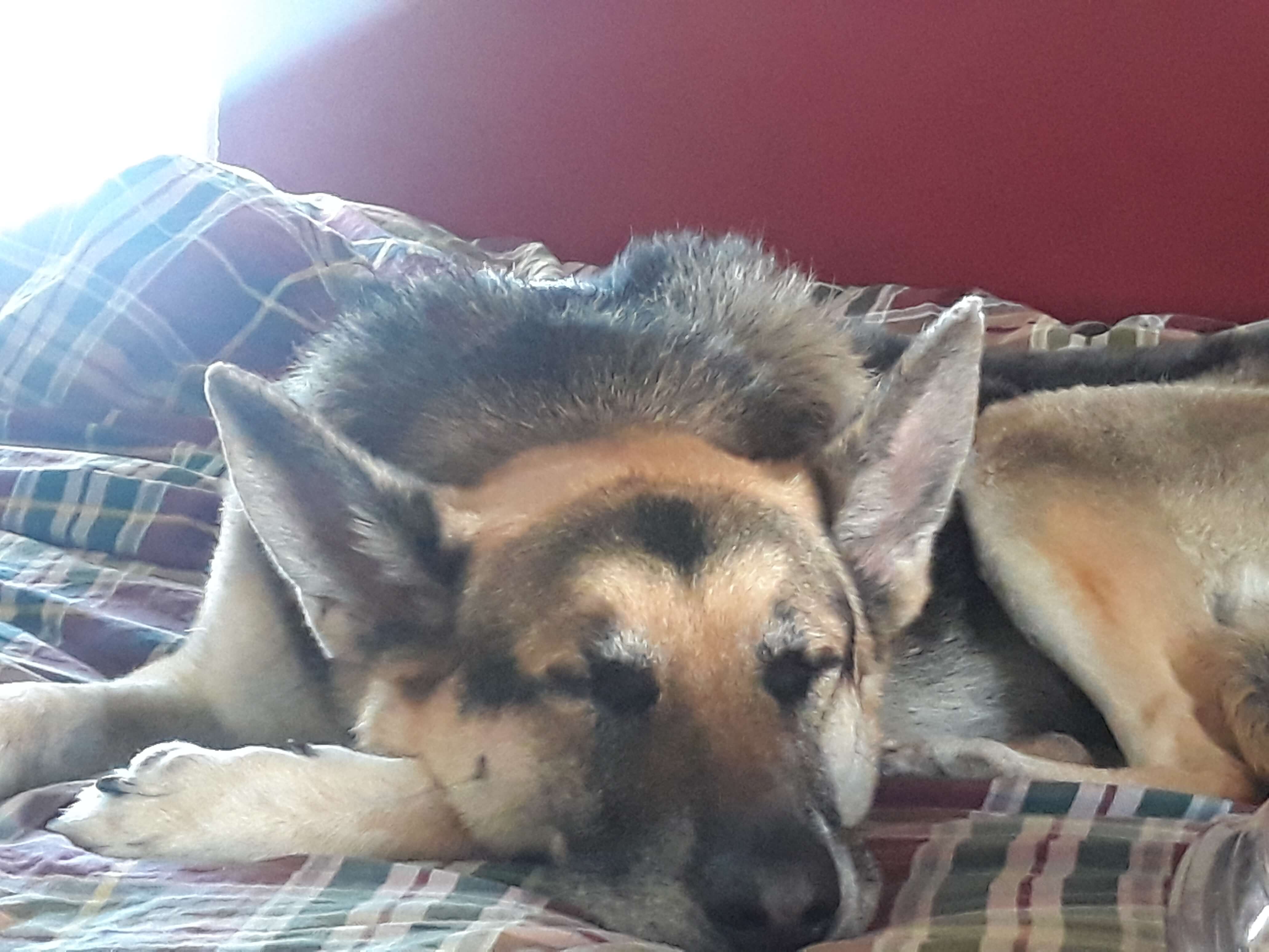 Rey sleeping on the bed