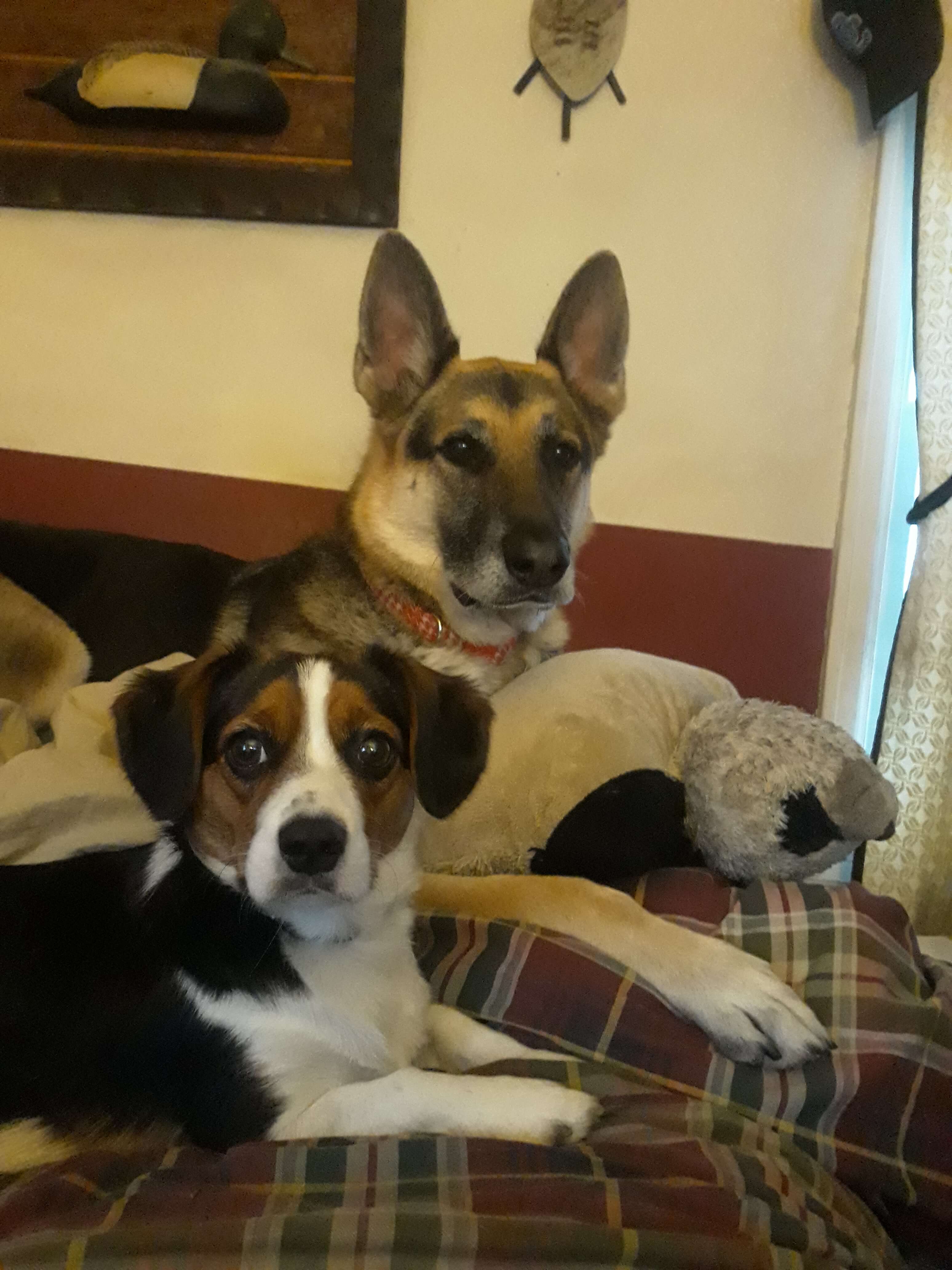 Rey and Maggie on the bed