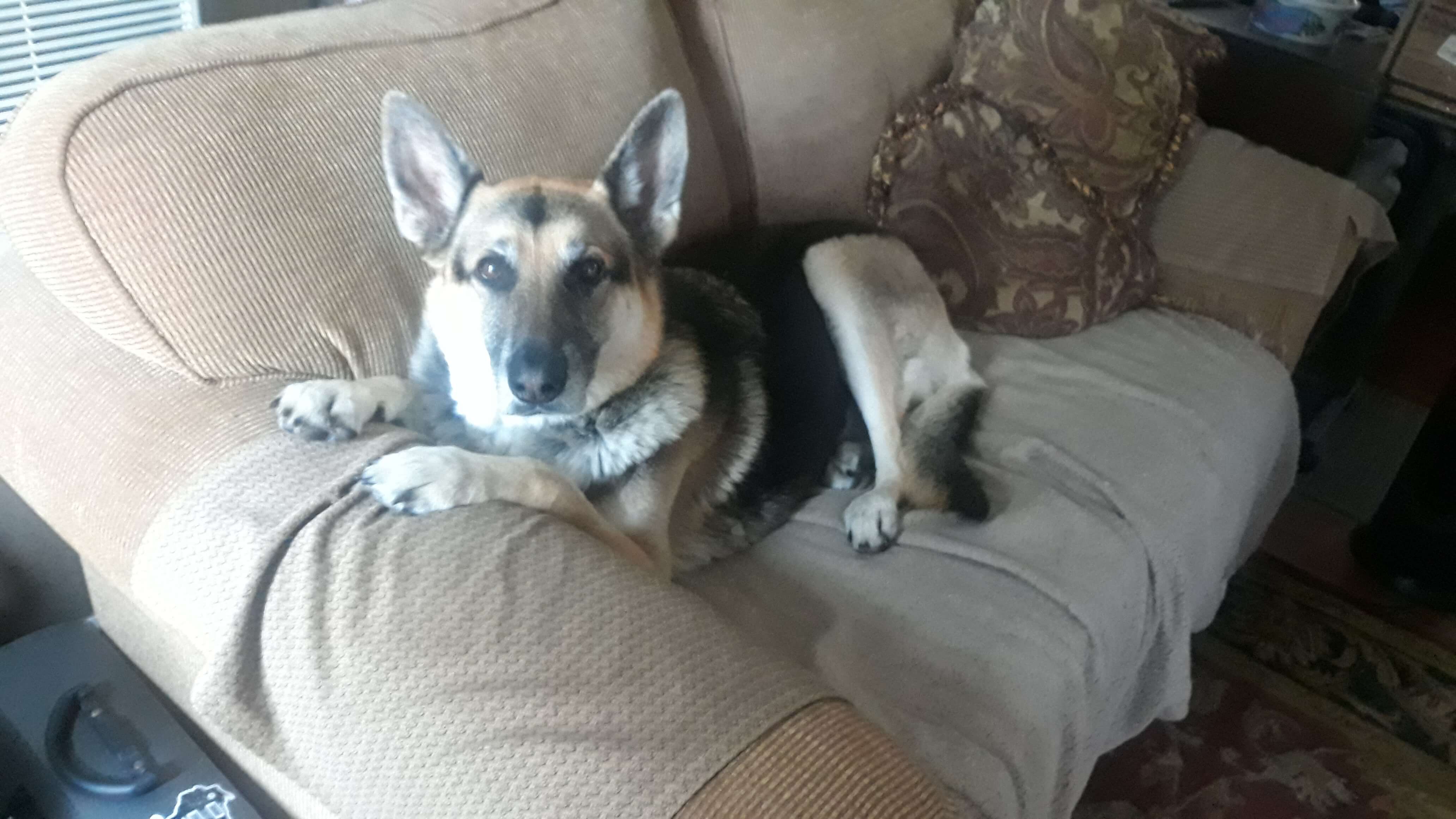 Rey sitting with her paws up on the couch