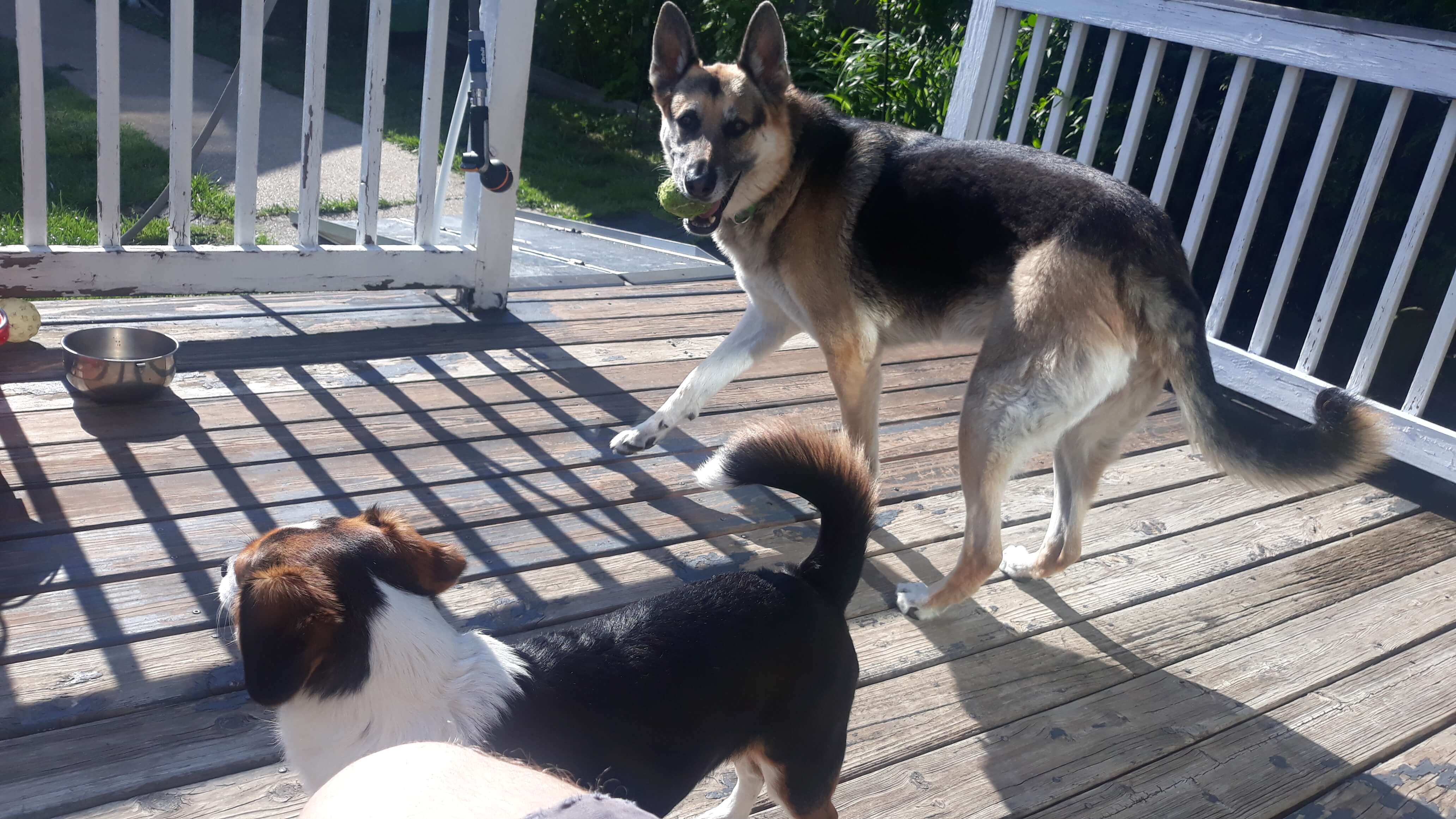 Rey and bear gazing at one another, Rey is on the bed