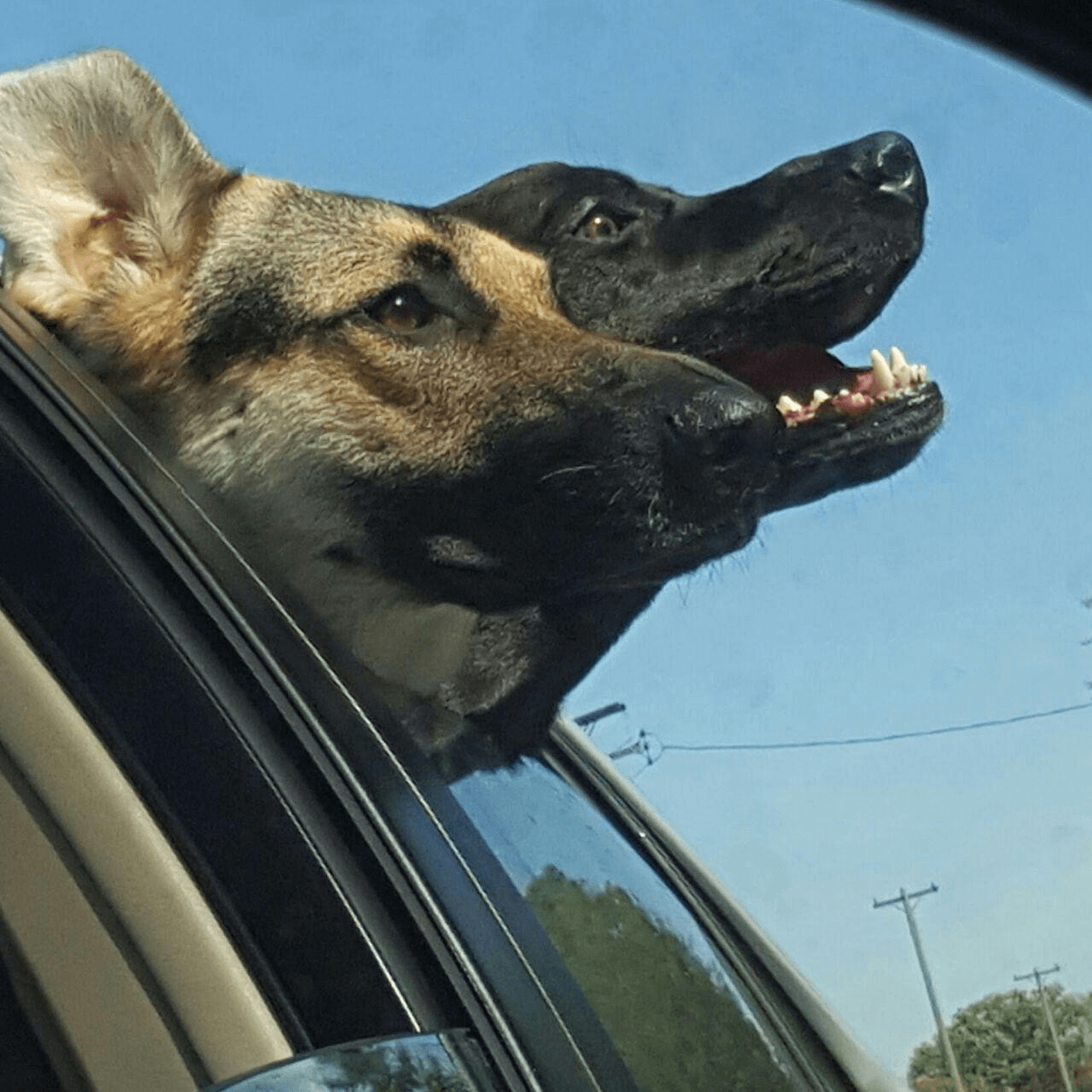 Kaya and Rey sticking their heads out of the car window