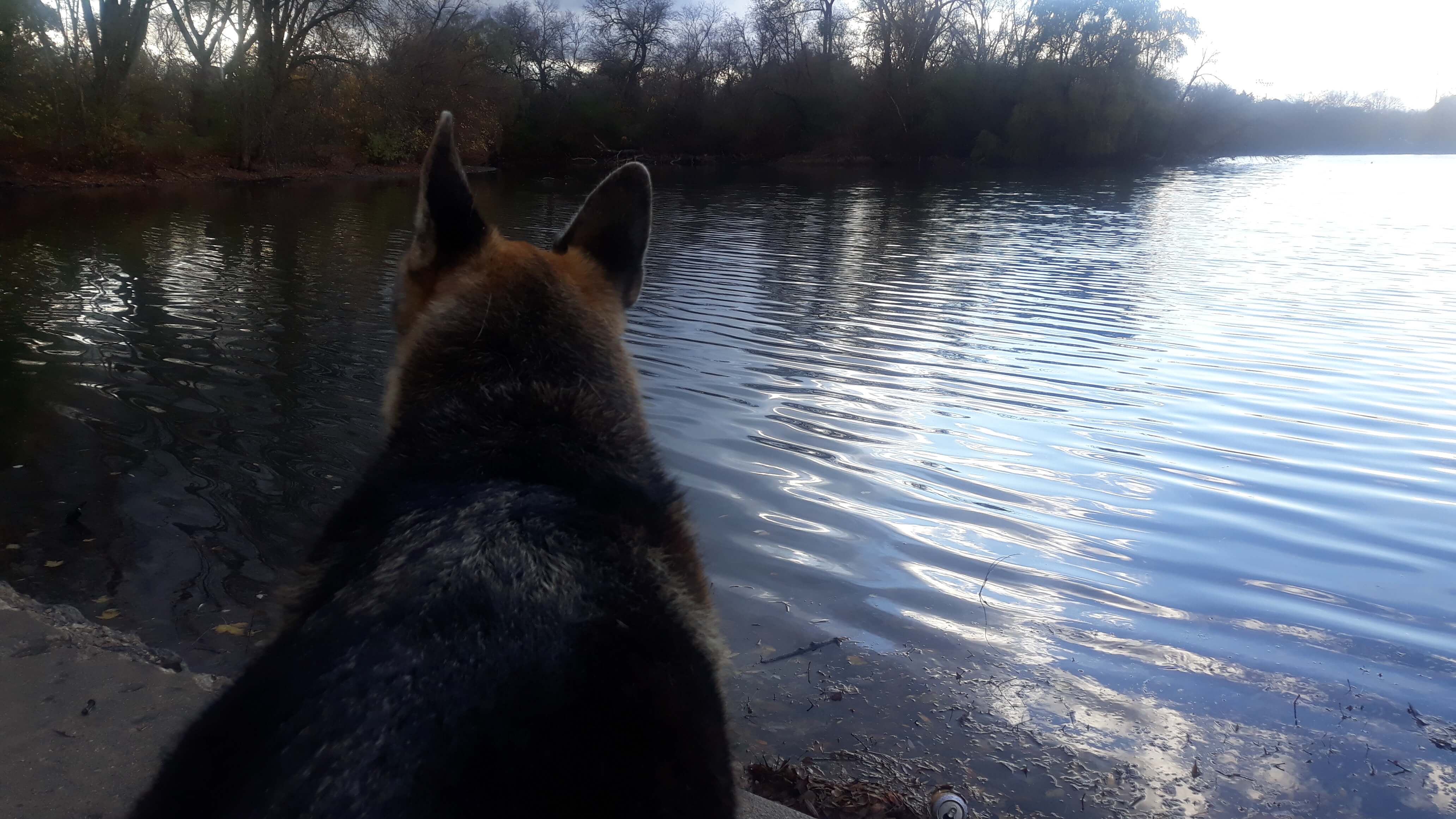 Rey's last time at the park, gazing across the lagoon