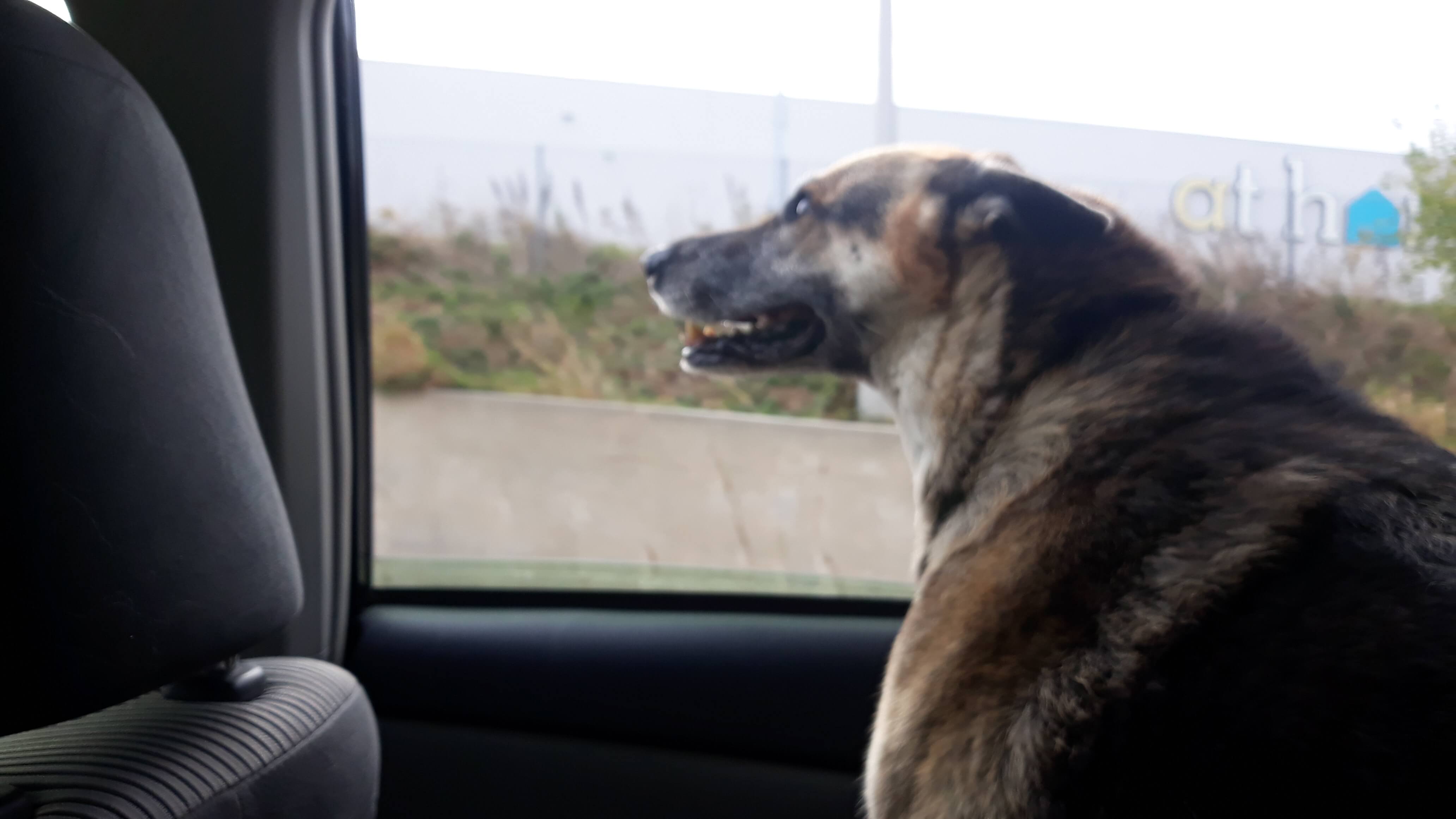 Rey's last drive, on our way to the vet, R.I.P. Reagan