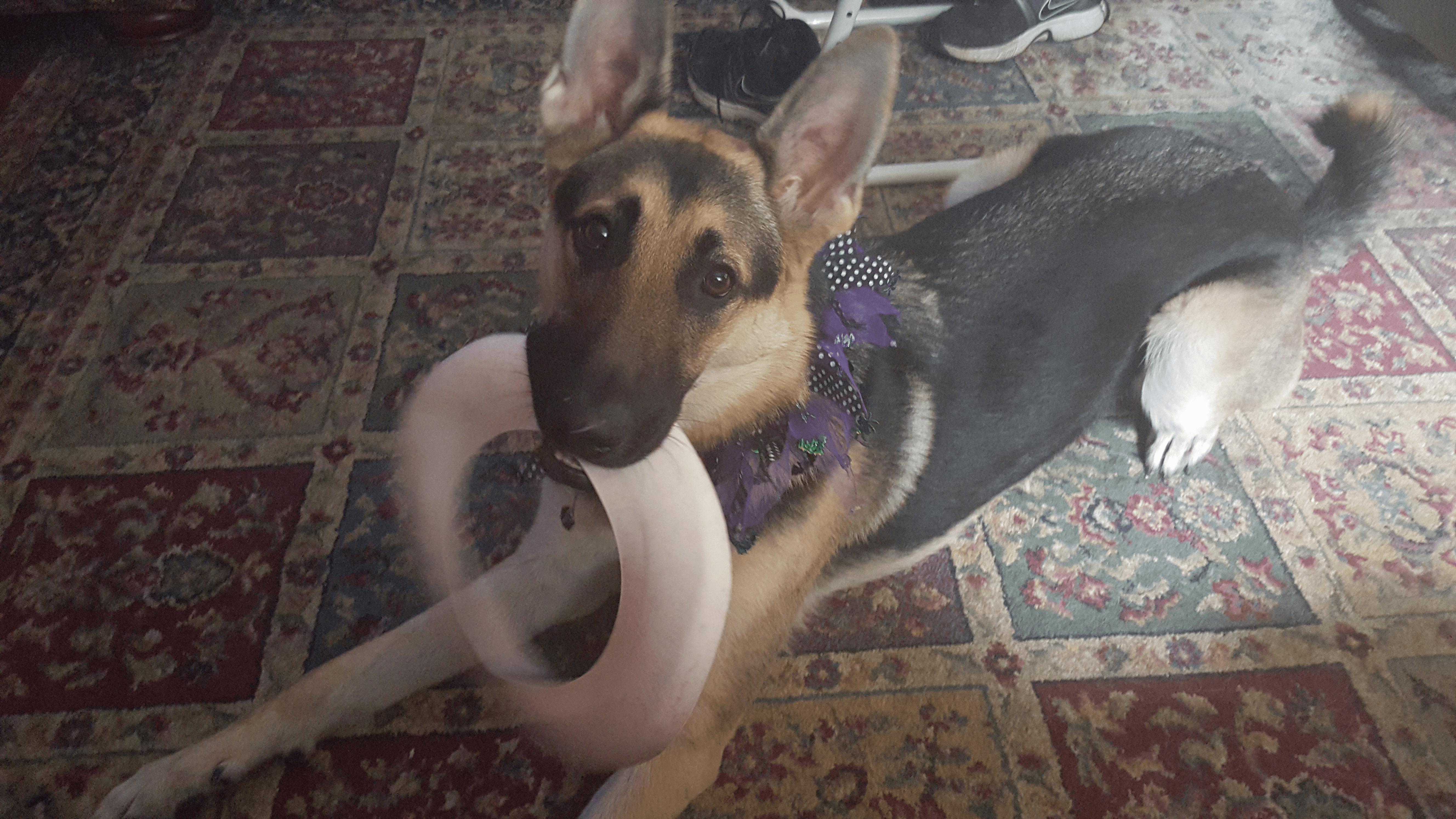 Reagan laying down with a pink frisbee in her mouth