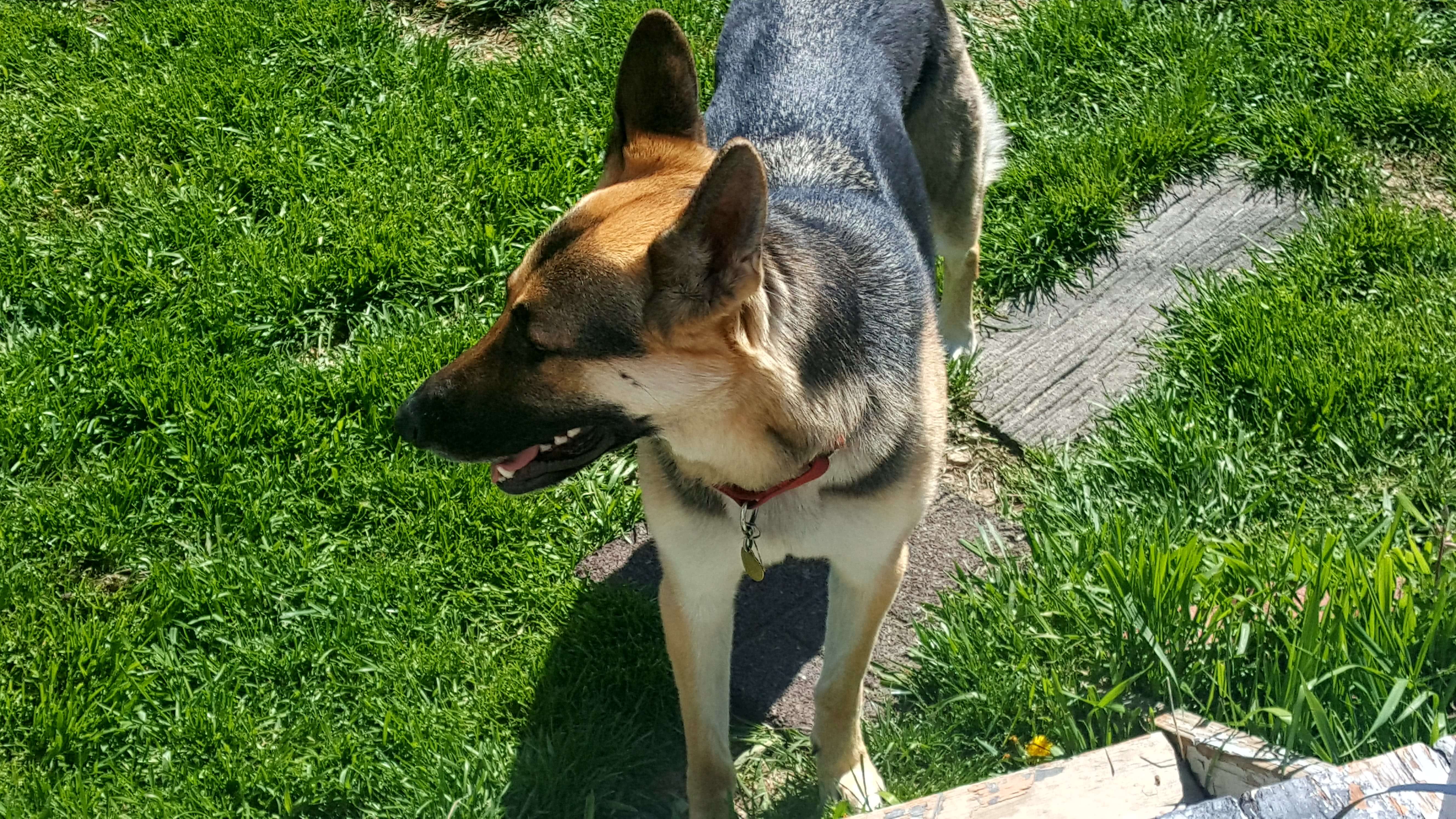 Rey in the yard with her head turned