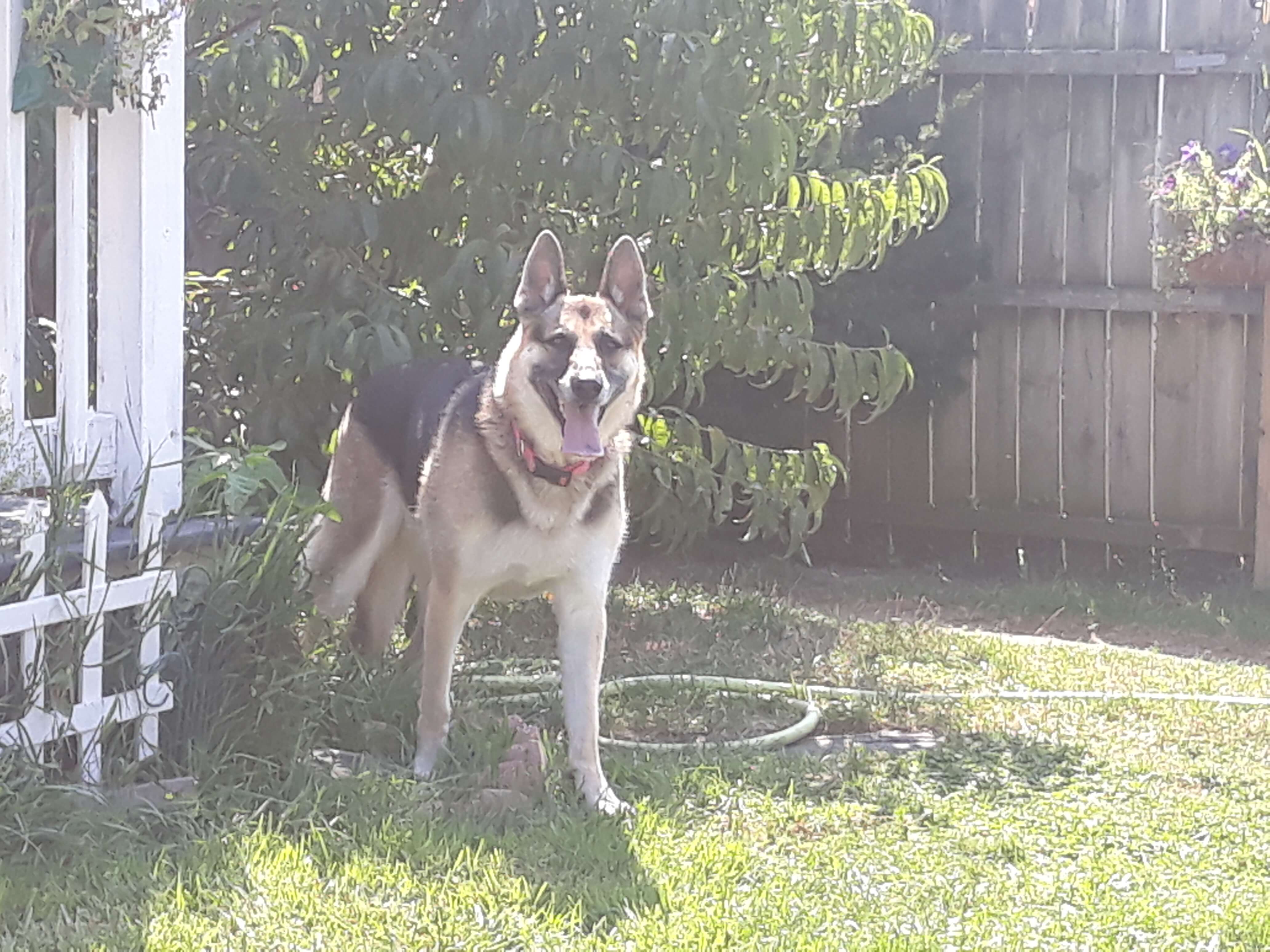 Rey in the yard panting