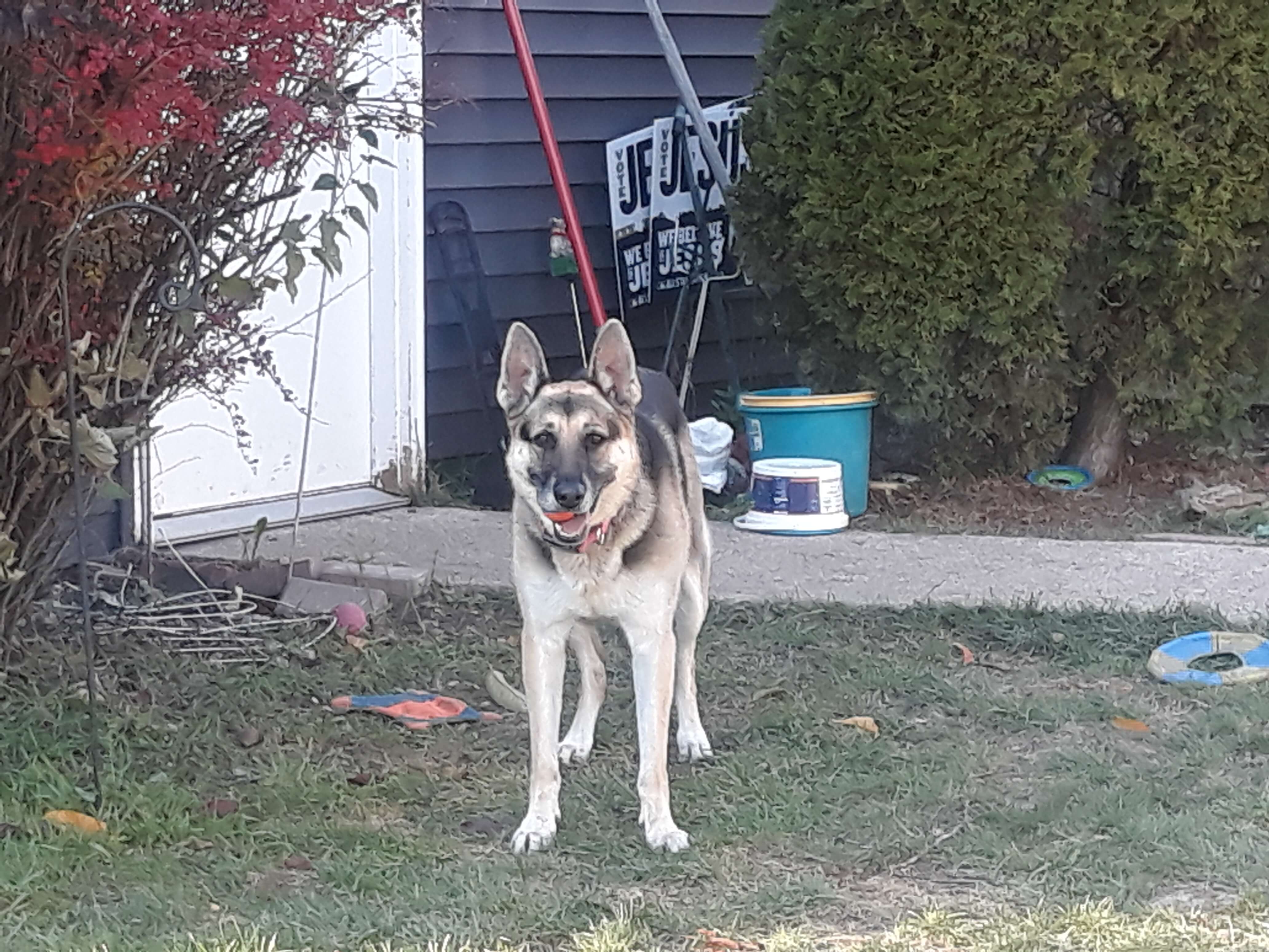 Rey in the yard with a chuck-it ball in her mouth